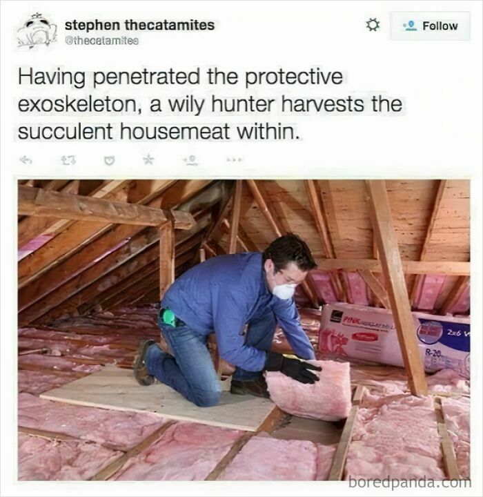 Man in attic with insulation, wearing gloves and mask, humorously captioned as a hunter harvesting "housemeat"; bizarre sentence.