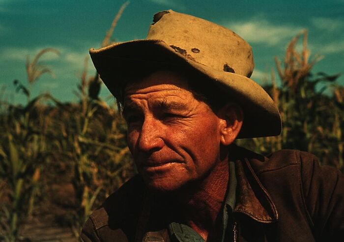 Man in a cowboy hat working in a cornfield, captured in a 1940 color photo.