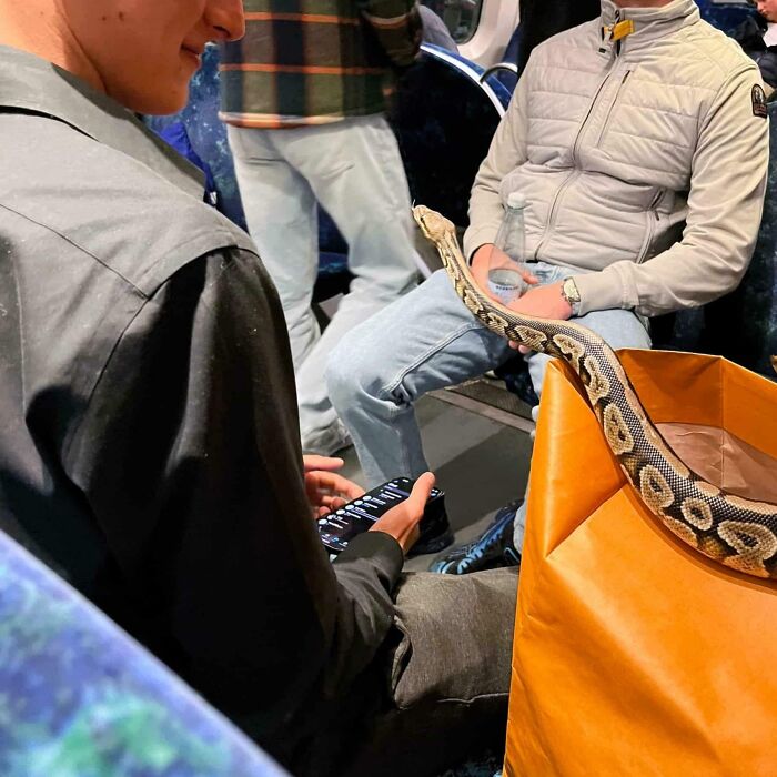 A snake peeks out of a bag on a subway, amusing fellow passengers.