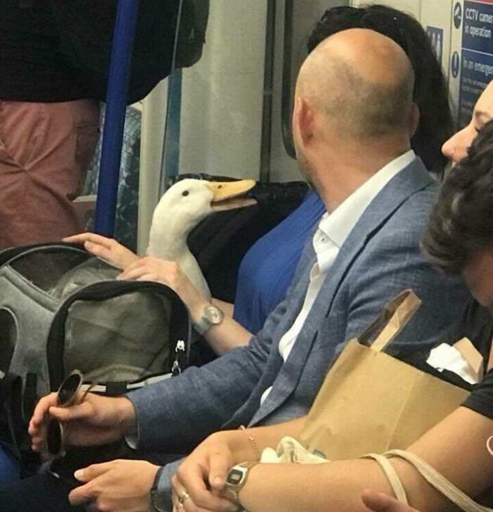 Passengers with a duck on a subway, showcasing funny train moments.