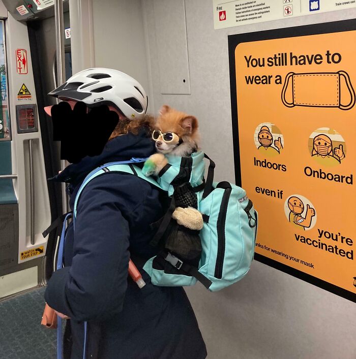 A subway passenger with a dog wearing sunglasses in a backpack, highlighting funny train moments.