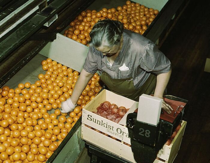 A woman sorting oranges into boxes, captured in a 1940 color photo, inside a packing facility.