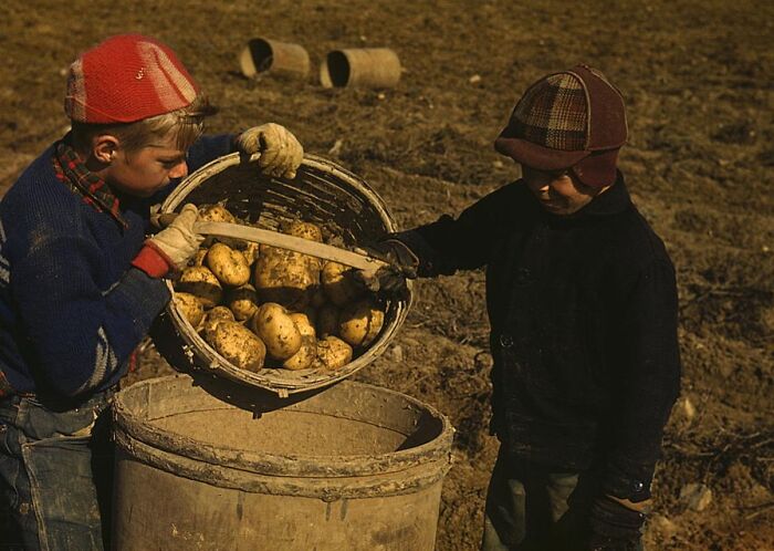 Boys harvesting potatoes on a farm, captured in vibrant 1940 color photos, showcasing rural life and agriculture.