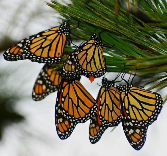 Monarch butterflies cluster on pine needles, showcasing a stunning natural phenomenon.