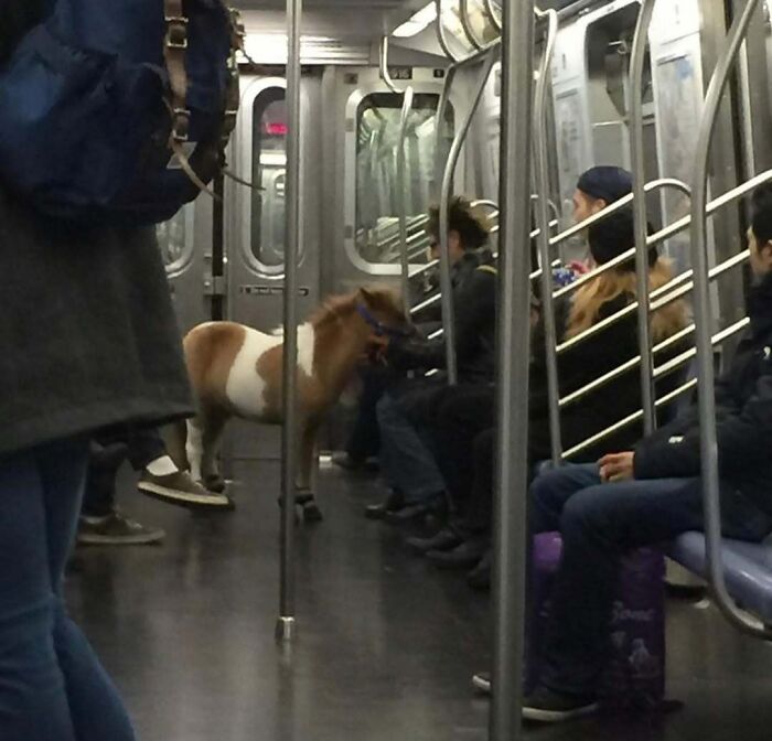 Funny subway scene with a miniature horse standing among passengers on a train.