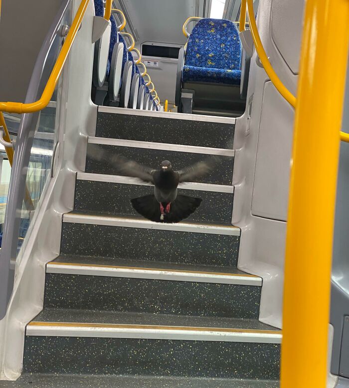 A pigeon flying inside a subway train, perched on the stairs, creating a funny scene with its wings spread.