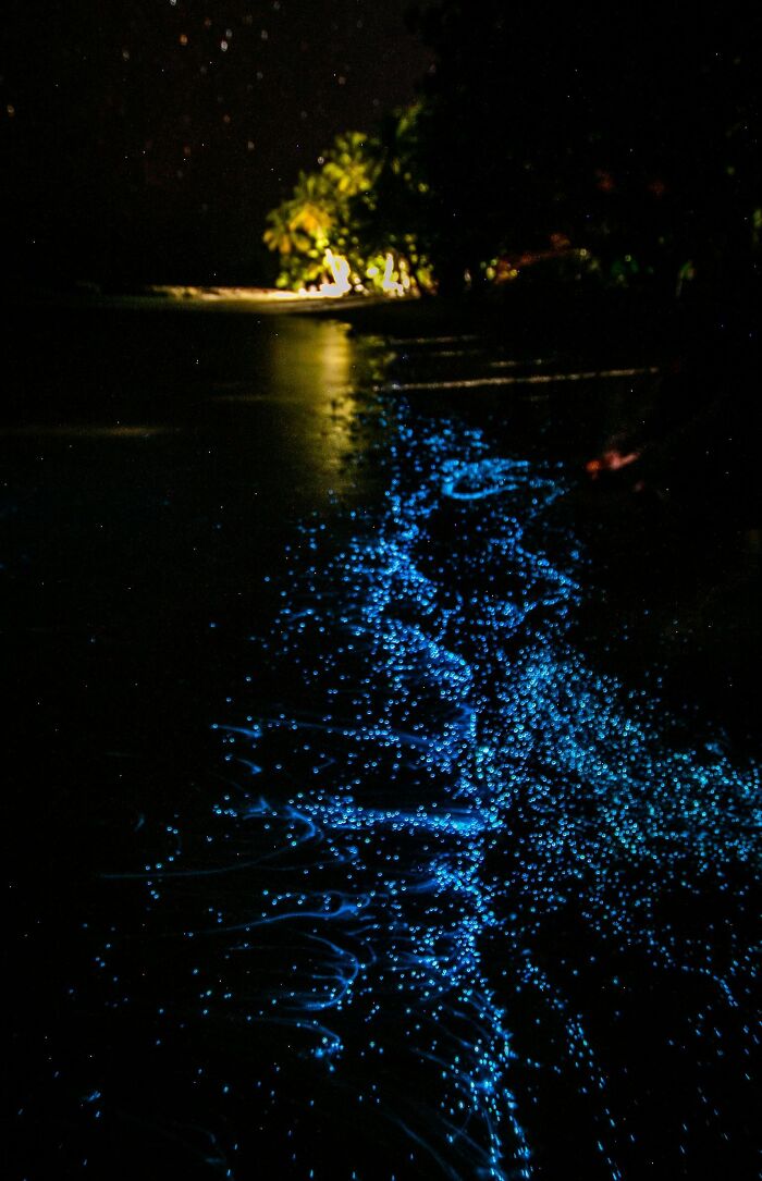 Bioluminescent waves glow blue at night, illustrating stunning natural phenomena.