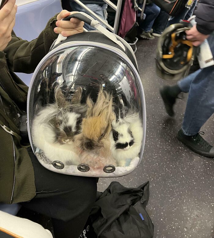 Rabbits in a clear backpack, amusing train subway passengers.