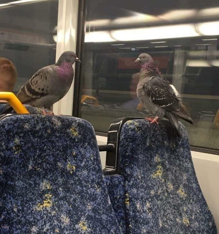 Pigeons perched on subway seats, looking at each other humorously.