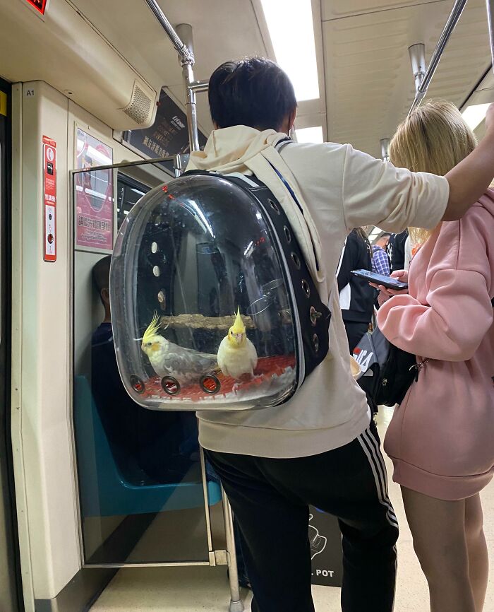 Subway passenger with funny backpack carrying two birds inside a transparent bubble on a train.