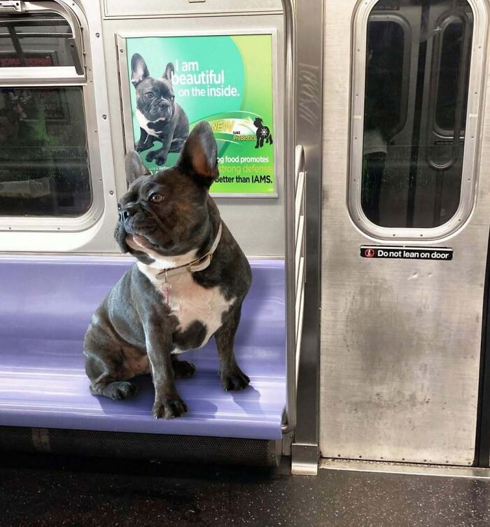 Dog sitting on a subway seat beside an advertisement featuring a similar dog, a funny scene during a train ride.