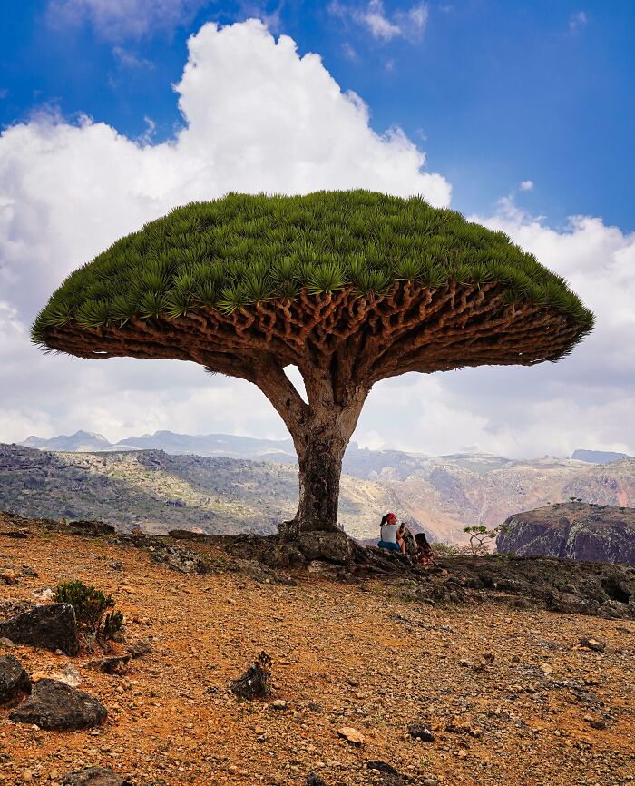 Dragon blood tree against a cloudy sky, showcasing a strange natural phenomenon.