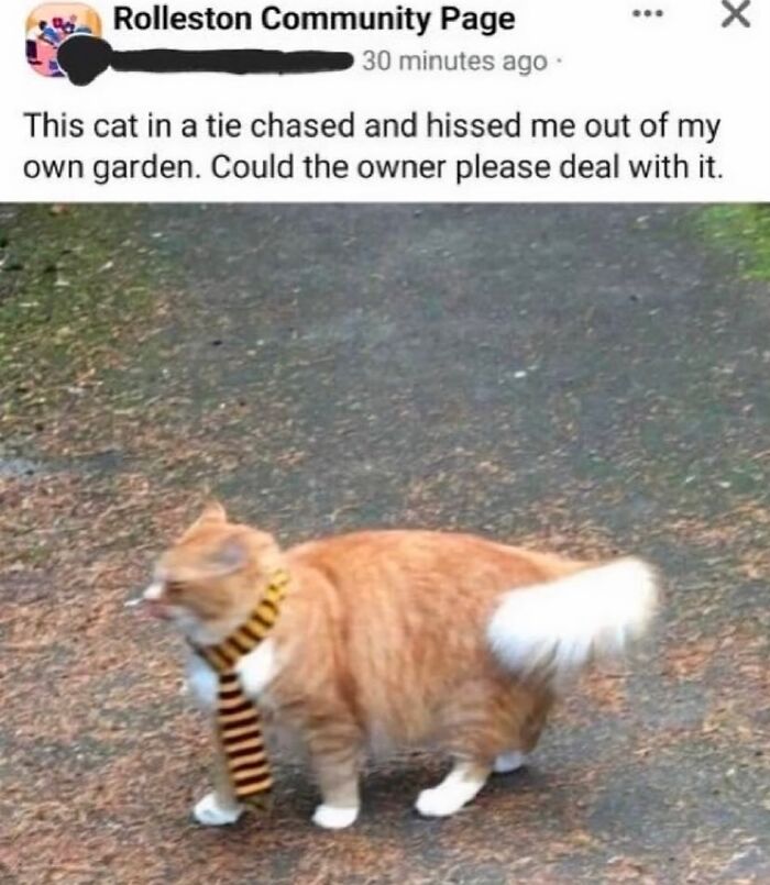 Ginger cat wearing a striped tie on a path; humorous British context.