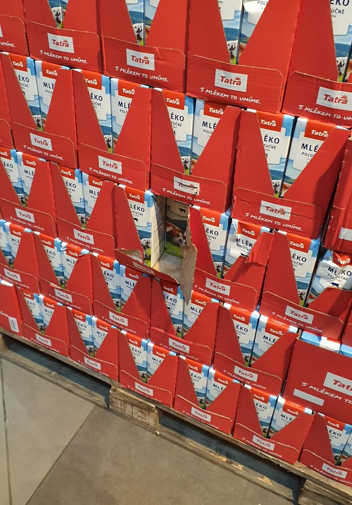 Stack of milk cartons disturbed, revealing a hole, suggesting complete jerks tampered with it.