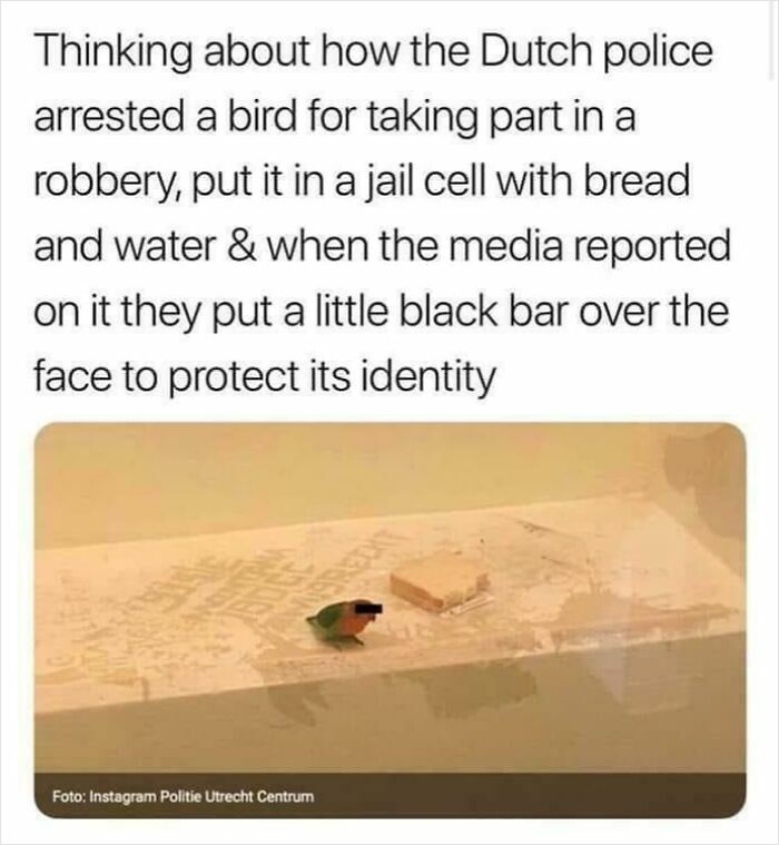 Bird in jail cell with bread and water, part of a true crime story, with a black bar over its face for identity protection.