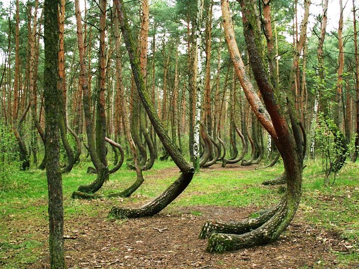 Curved trees in a forest, showcasing strange natural phenomena amidst lush greenery.