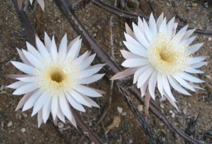 Two stunning white flowers with yellow centers blooming in sandy soil, showcasing natural phenomena.