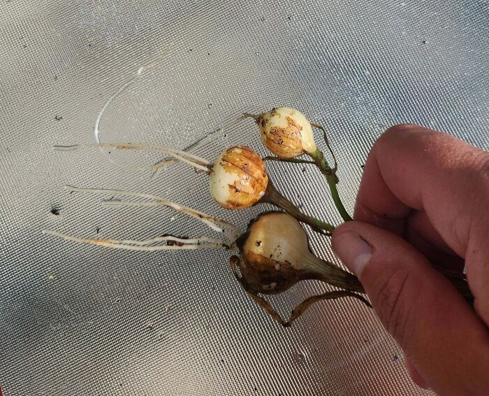 Gardening attempt showing small harvested bulbs held in hand, demonstrating a less fruitful effort.