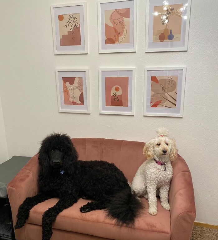 Two dogs on a pink couch with abstract art on the wall, showcasing renter friendly upgrades.