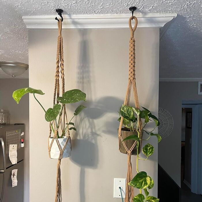 Hanging plants in macramé holders, a creative renter friendly upgrade for interior decor.