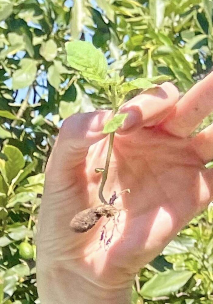 Hand holding a small seedling with roots exposed, illustrating a gardening attempt that didn't yield a mighty harvest.