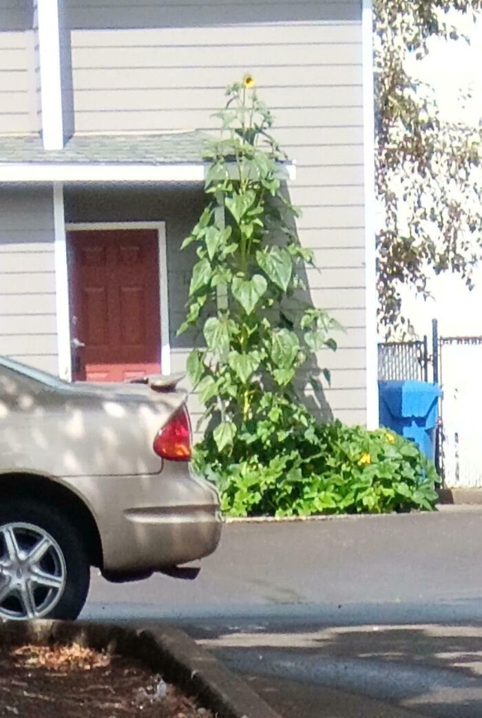 Tall sunflower growing beside a house, showcasing a humorous gardening fail.