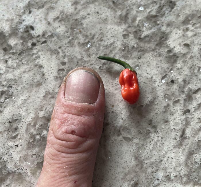 Tiny pepper next to a finger, illustrating a humorous gardening harvest failure.