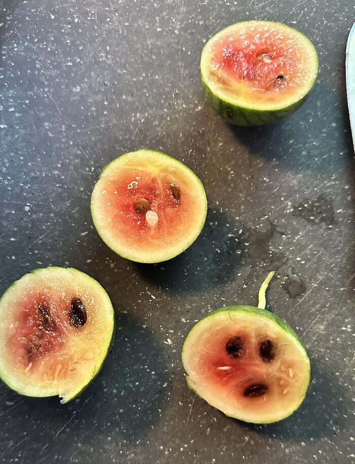 Tiny watermelons sliced open, showing a humorous gardening failure with no "mighty harvest".