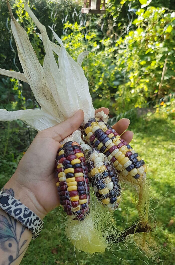 Colorful corn cobs held in a hand with a tattoo, showcasing gardening spirit without a mighty harvest.