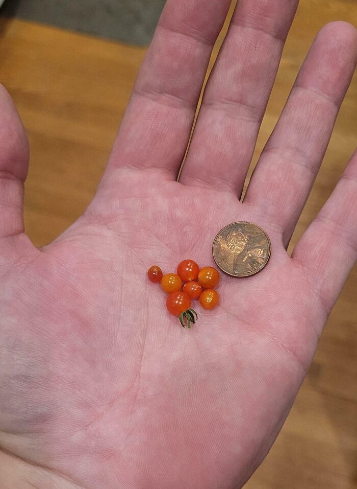 Tiny tomatoes compared to a penny in a person's hand, showcasing a gardening harvest failure.