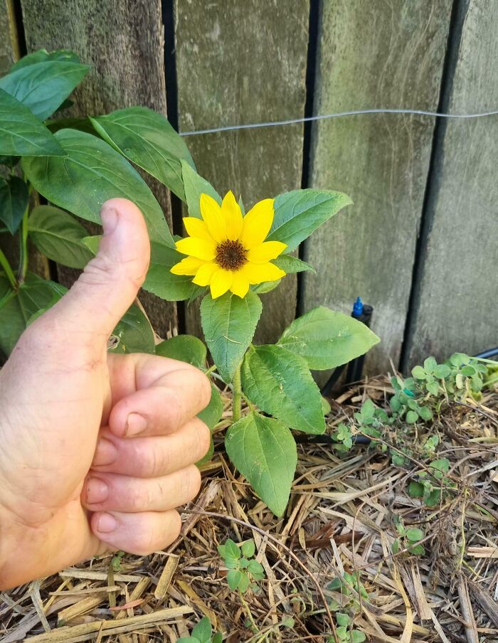 Gardening fail: Small sunflower beside a wooden fence with a thumbs-up gesture nearby.