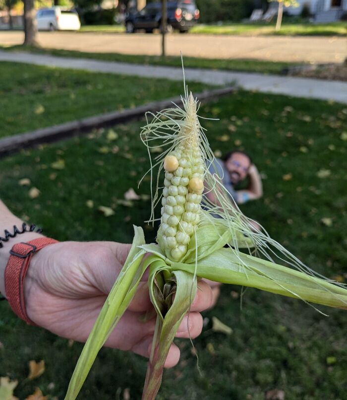 Unusual corn in a garden, symbolizing a failed harvest attempt.