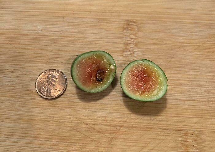 Tiny fruit slice next to a penny, illustrating gardening attempts with no mighty harvest.