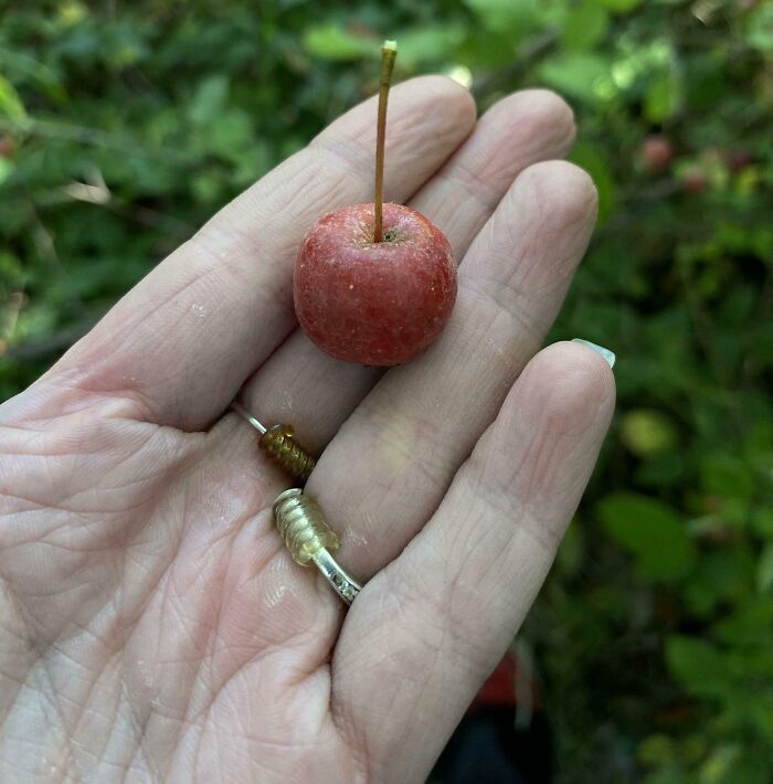 Tiny apple held in a hand, showcasing a humorous gardening harvest failure.