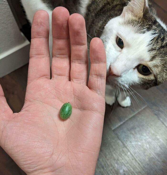 A small green fruit on a person's palm, with a curious cat inspecting it, illustrating a gardening fail.