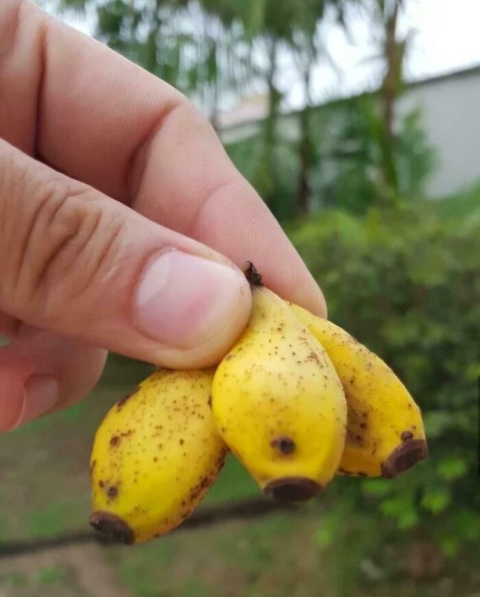 Tiny bananas being held, showcasing a gardening fail with no mighty harvest.