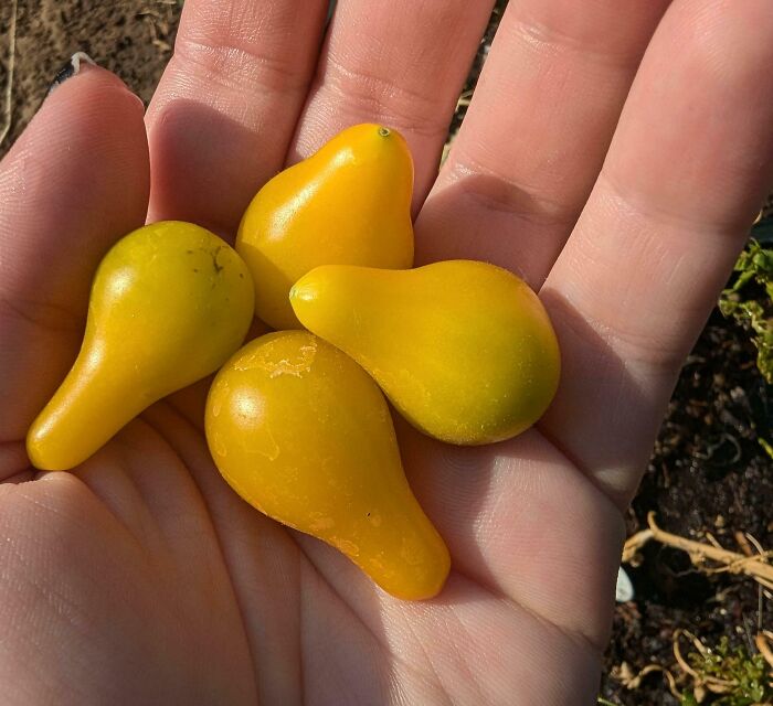 Hand holding small, yellow oddly-shaped tomatoes; spirit of gardening with little harvest.