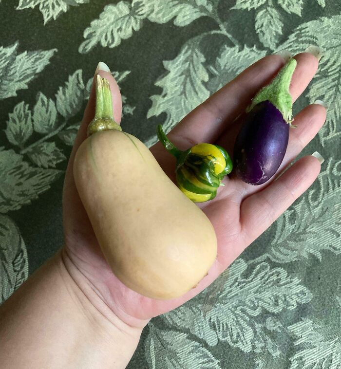 Hand holding small vegetables demonstrating a gardening attempt with a small harvest.