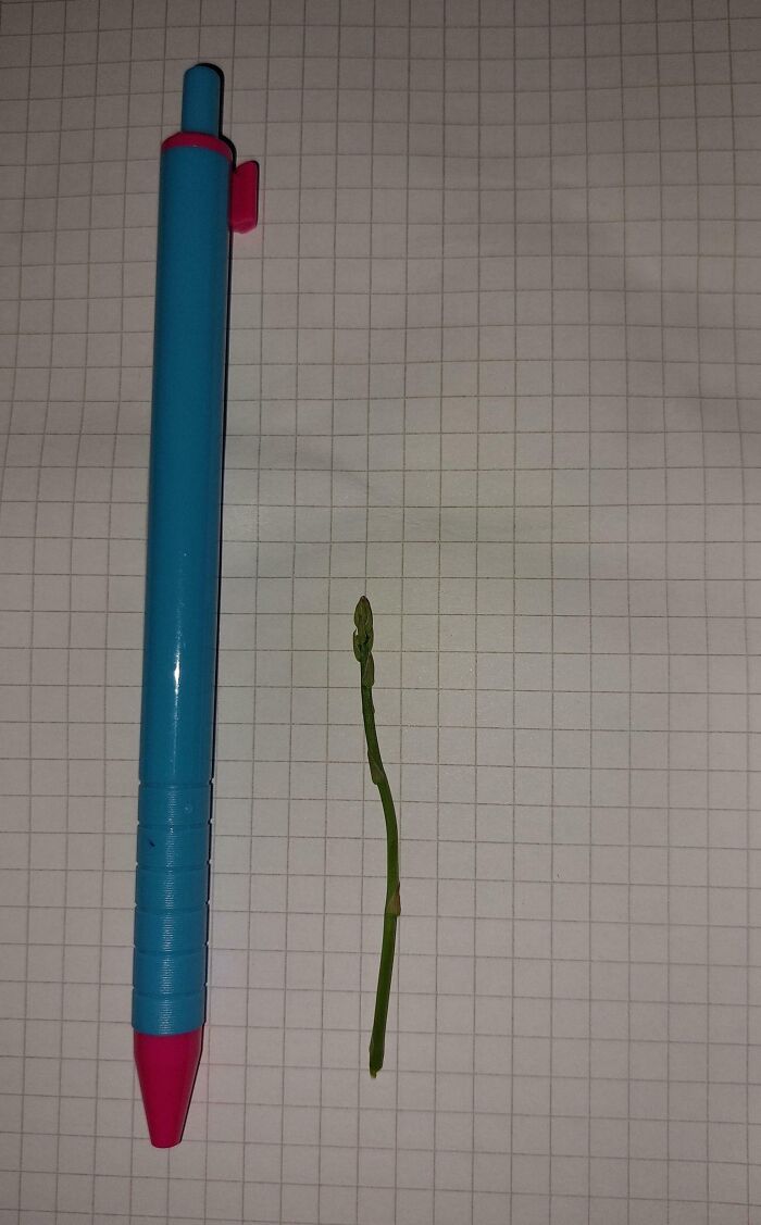 Blue pen next to a tiny green plant on graph paper, illustrating a failed gardening attempt at a mighty harvest.