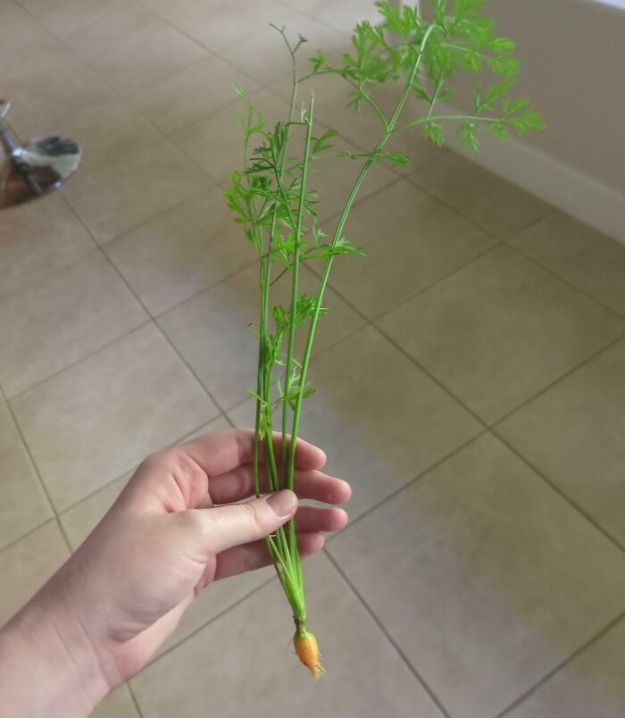 A hand holding a small carrot with a long stem, illustrating a gardening attempt without a mighty harvest.