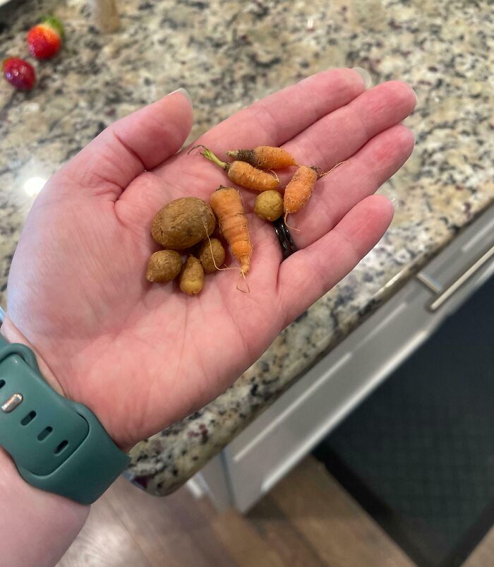 Hand holding tiny vegetables, illustrating a failed gardening harvest on a granite kitchen countertop.