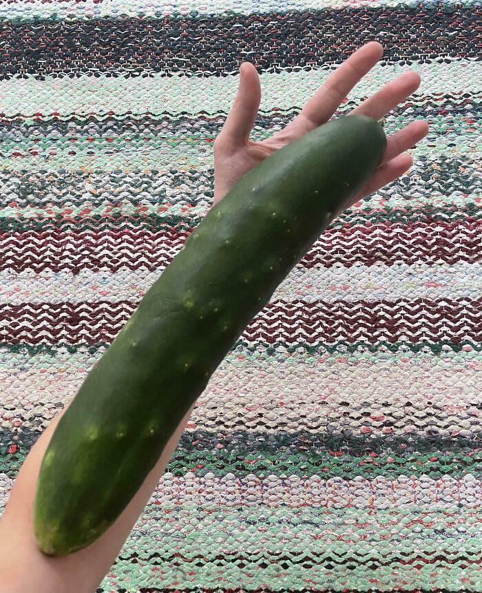 A long green cucumber held by a hand, set against a colorful woven rug, highlighting a gardening mishap.