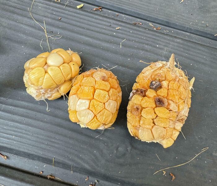 Unsuccessful gardening attempt showing three small, oddly-shaped corn cobs on a dark surface.