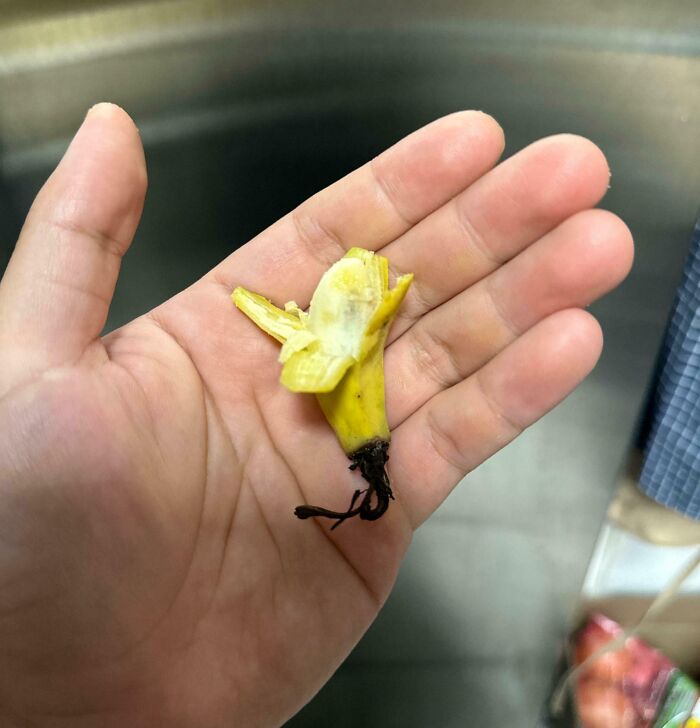 Tiny banana held in hand, illustrating a gardening fail with no "mighty harvest".