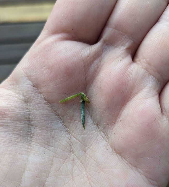 Tiny green sprout in a person's palm, symbolizing an unsuccessful gardening attempt for a "mighty harvest."