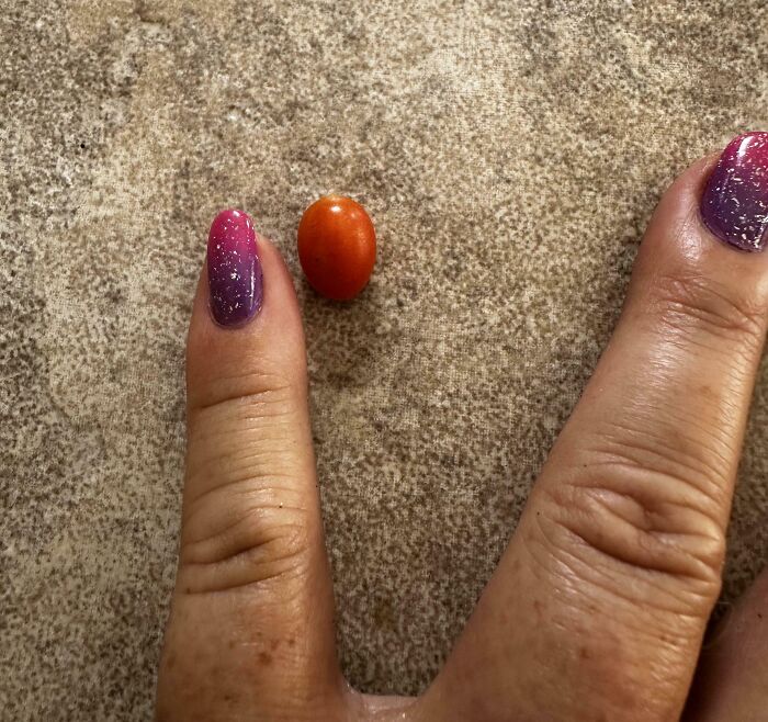 Tiny tomato placed between fingers, showing a small gardening harvest.