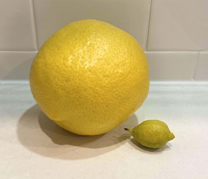 Small lime next to a large grapefruit, illustrating a gardening attempt with a surprising harvest size.