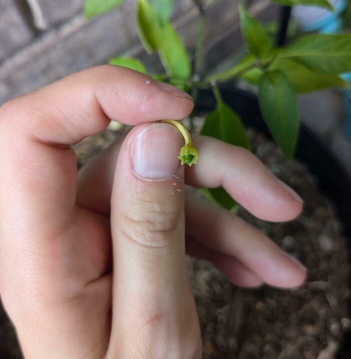 Person holding a tiny plant sprout, illustrating a gardening attempt without a mighty harvest.