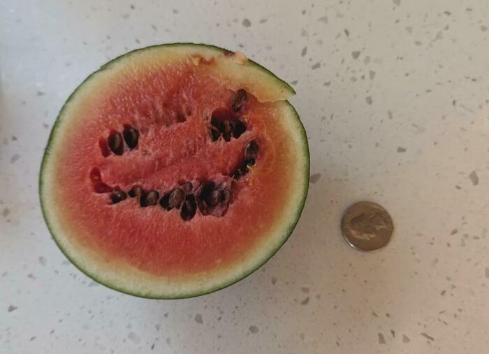 Tiny watermelon with seeds, cut open, next to a coin, highlighting a humorous gardening attempt and small harvest.