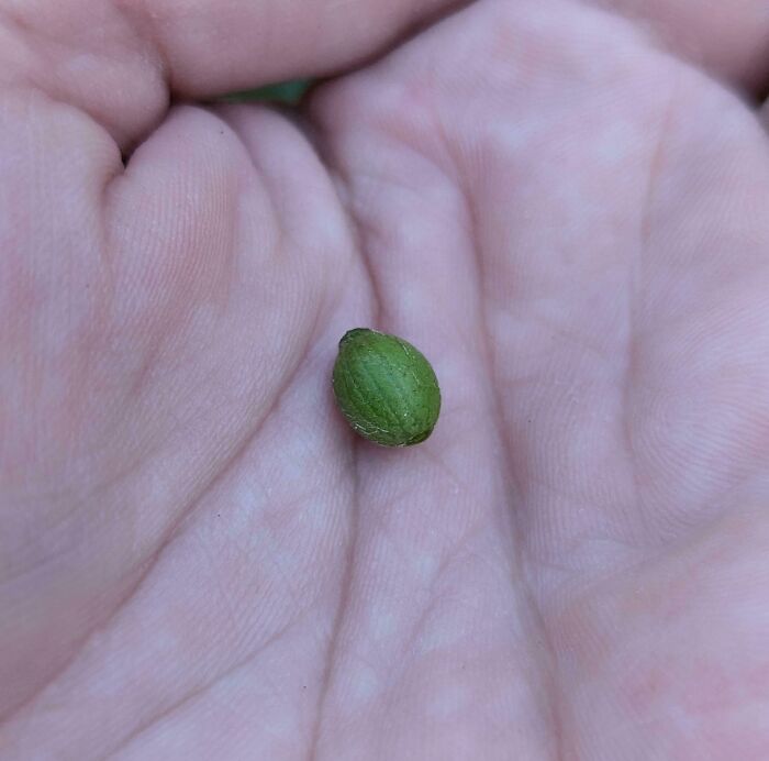 Close-up of a small green seed resting in a person's palm, highlighting a gardening failure without a mighty harvest.